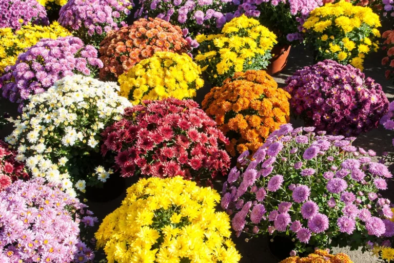 chrysanthemes-colores-en-pot