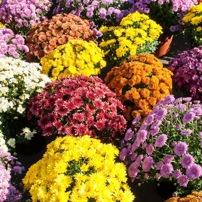 chrysanthemes-colores-en-pot