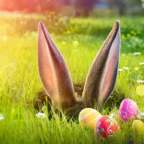 faits-lapin-de-paques