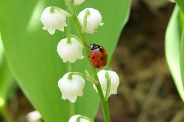 muguet
