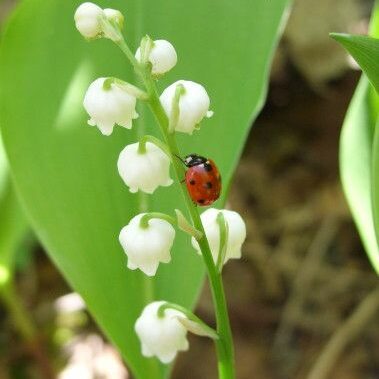 muguet