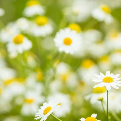 depositphotos_66435005-stock-photo-camomiles-field-background