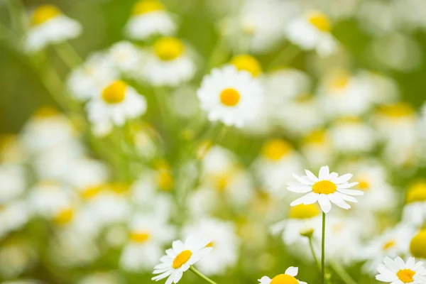 depositphotos_66435005-stock-photo-camomiles-field-background